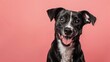Against a pink background, a black, brown, and white mixed breed rescue dog smiles in a studio portrait