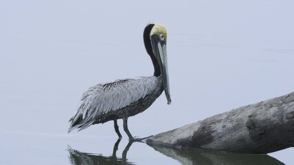 Close-up shot of a pelican standing on a log on the shore of Canas Island