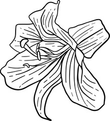 Canvas Print - Hand drawn lily blossom flowers