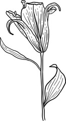 Poster - Hand drawn lily blossom flowers