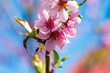 Bee pollinates peach nectarine flowers blossom
