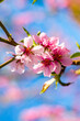 nectarine peach blossom flowers on spring branch