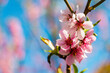 nectarine peach blossom flowers on spring tree