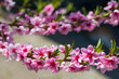 nectarine peach spring flowers on tree branch