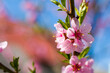 peach nectarine blossom flowers spring branch