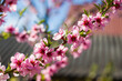 peach nectarine flowers on spring tree branch