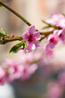 spring peach nectarine flower blossom on branch