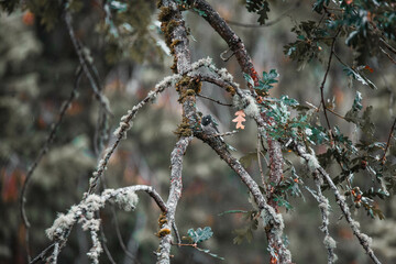 Wall Mural - two birds sitting on top of a tree limb in the woods