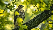 Majestic Hawk Perched On A Tree Branch, Enveloped By Vibrant Green Foliage. Stunning Wildlife Scene In Natural Habitat. Perfect For Nature Enthusiasts And Educational Uses. AI