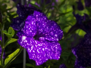 Closeup of a blue garden petunia flower