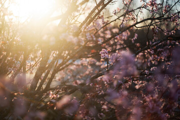 Sunset glow on almond tree blossoms