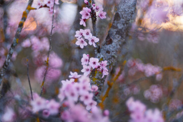 Dreamy almond blossoms with soft bokeh
