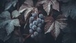 wild grape the riverbank grape or frost grape vitis riparia is a vine indigenous to north america