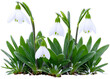 snowdrops on transparent background
