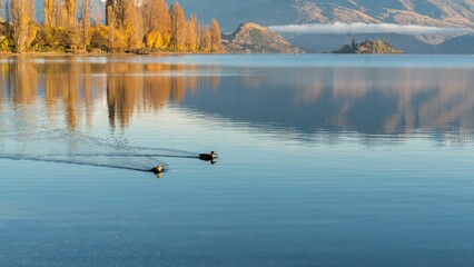 Scenic view of two ducks swimming on the surface of a lake found in the wild