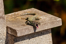 Closeup Of A Common Wall Lizard With An Open Mouth Lying On A Stone Post In Sunlight