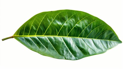 Canvas Print - Close up of leaf against white backdrop