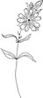 © AWStudios - Hand drawn single wild flower and leaves