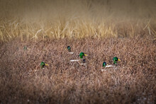 Flock Of Mallard Ducks Hiding In Brown Reeds During Autumn