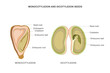 Monocot seeds have one cotyledon  like corn. Dicot seeds have two cotyledons like beans, providing stored nutrients for germination.Biological illustration