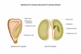Fototapeta  - Comparing Monocotyledon and Dicotyledon Seeds. Contrasts in Germination.
