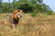 Impressive back maned lion pausing while crossing the open savannah.