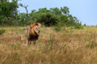 Black maned lion crossing the open grassland.