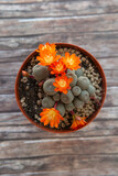 Fototapeta Sawanna - Cactus plant with flowers