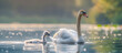 Swan and Cygnet: Swans are graceful aquatic birds known for their long necks and elegant movements. Cygnets are the young of swans, hatched from eggs after an incubation period of around six weeks 