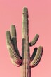 Kaktus mit vielen Armen vor pinkem Pastell Hintergrund 