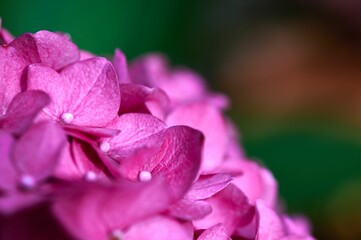 Close-up shot of a pink Hydrangea growing in a garden