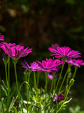 Fototapeta Dziecięca - Osteospermum 'Soprano Purple', African Daisy