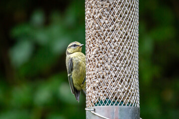 Wall Mural - A young cyanistes caeruleus, commonly known as a blue tit, feeding in a Sussex garden