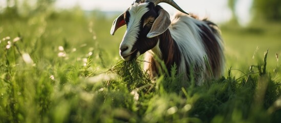 Poster - Goat grazing peacefully in field
