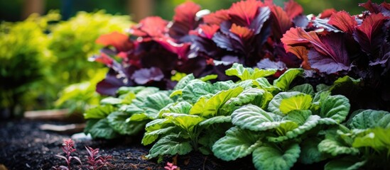 plants lineup in garden