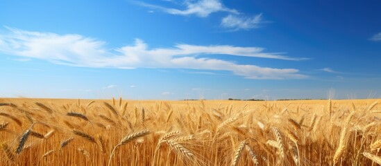 Wall Mural - Wheat field under blue sky