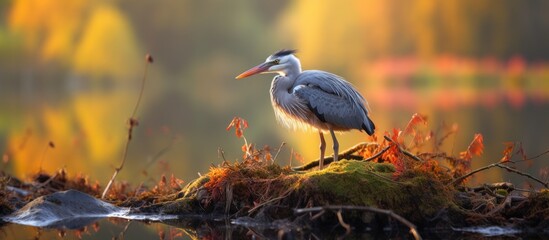 Poster - Bird perched on mossy rock
