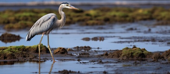 Poster - Great blue heron wading with long neck