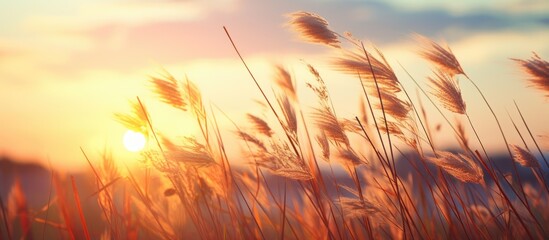 Aufkleber - Tall grass swaying under dusk sky