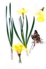 Wall Mural - Herbarium. The narcissus flower is yellow in color, its stem, leaves, inflorescence and root system are in the form of a bulb.