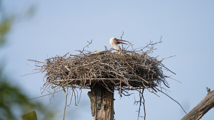 stork in nest