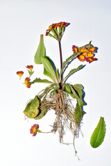 Wall Mural - Herbarium. Primrose, in the picture the root system of the flower, the stem and inflorescence of the primrose are brown.