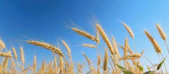 Poster - Wheat Field under Blue Sky