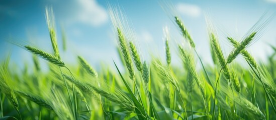 Poster - Green grass field under blue sky