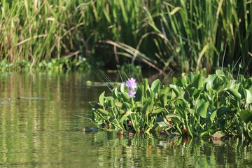 Closeup shot of  a purple Eichhornia