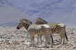 Picture of a group of zebras standing in a dry desert area in Namibia