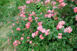 Dense bushes of blooming pink roses in the garden.