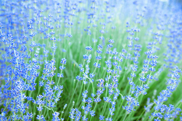 Blooming lavender. Soft focus. Blurred background.