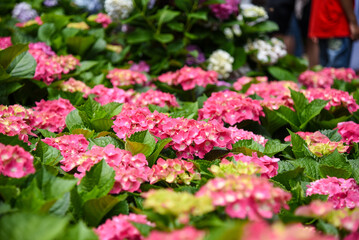 Hydrangeas blooming in Taiwan in June in the garden