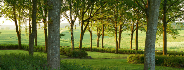 Nature, forest and spring with countryside, landscape and growth for natural climate and ecology. Morning, environment and denmark jungle with green, trees and woods for beauty and peace or calm